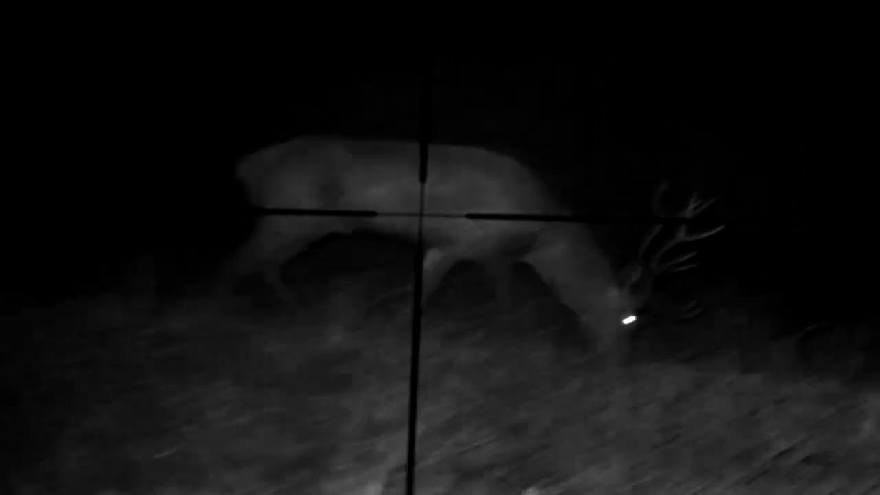 Trophy deer - PARD NV007 SP850 LRF & MEOPTA ZD TACTICAL 4-16x44 (Kapitalni jelen)