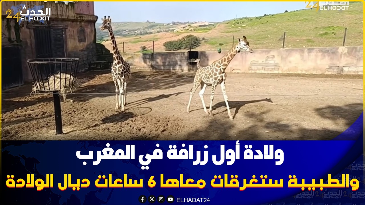 المحمدية..ولادة أول زرافة في المغرب والطبيبة ستغرقات معاها 6 ساعات ديال الولادة ومدة الحمل 15شهر