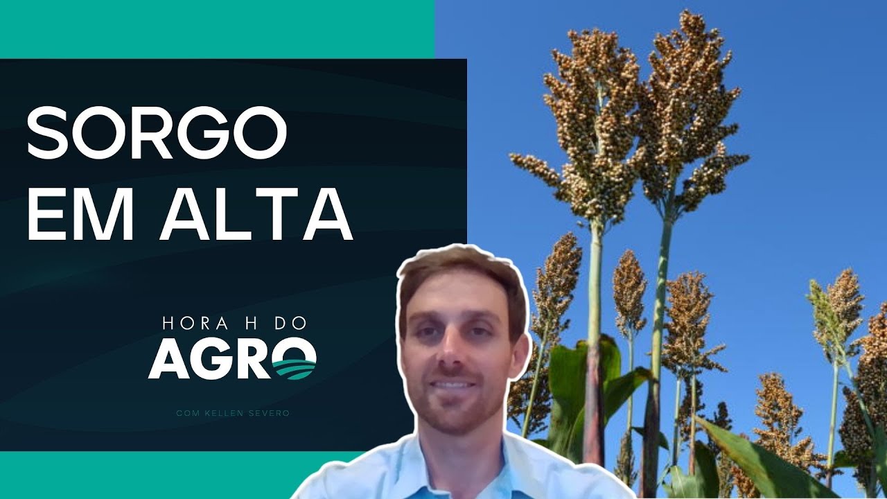 Sorgo cresce na safrinha 25/26: por que o produtor está abandonando o milho?