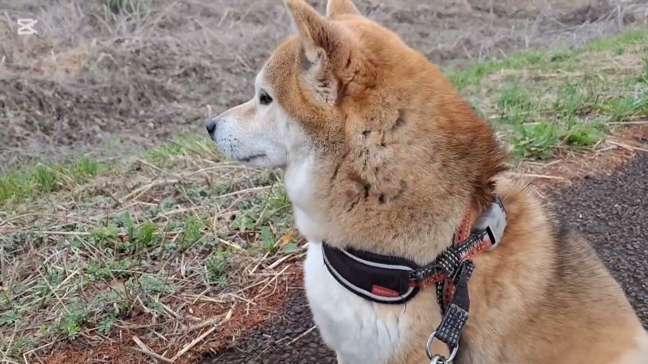 またまた新川川沿い！だけど〜今日はパパも遊ぶ😁#柴犬#柴プー#可愛い犬