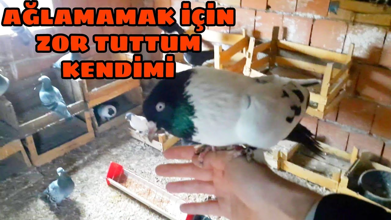 DAYANAMADIM KUŞLARIMI GÖRMEYE İSTANBUL'A GİTTİM .