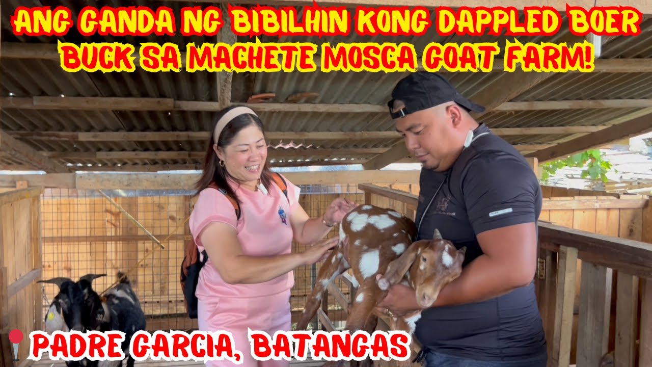ANG GANDA NG BIBILHIN KONG DAPPLED BOER BUCK SA MACHETE MOSCA GOAT FARM! | SOLLE'S GANDANG BUHAY