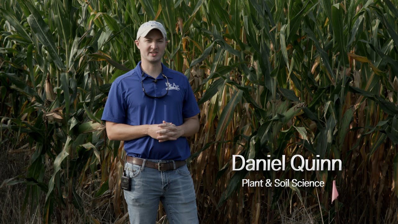 Corn With and Without Rye Cover Crops
