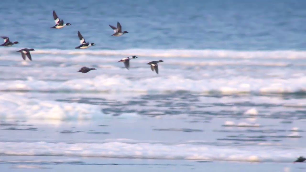 Steller's Eider  / Alförrädare (Polysticta stelleri)