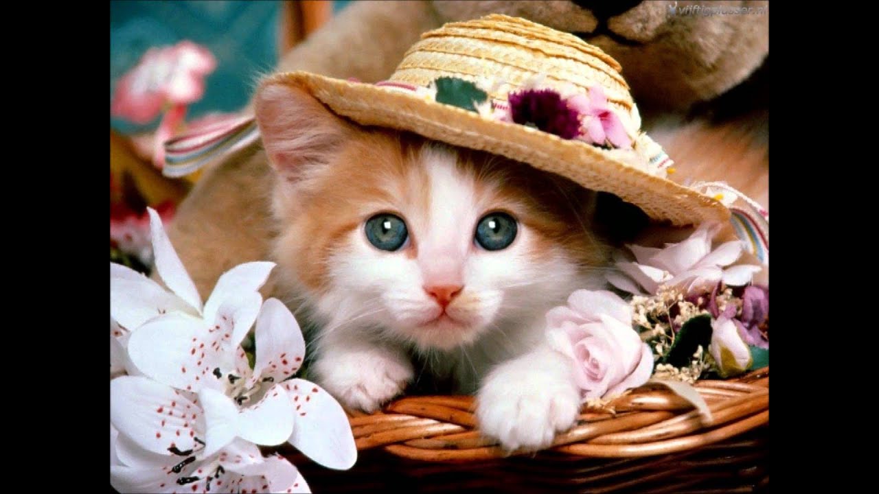 Schattige Lieve Dieren