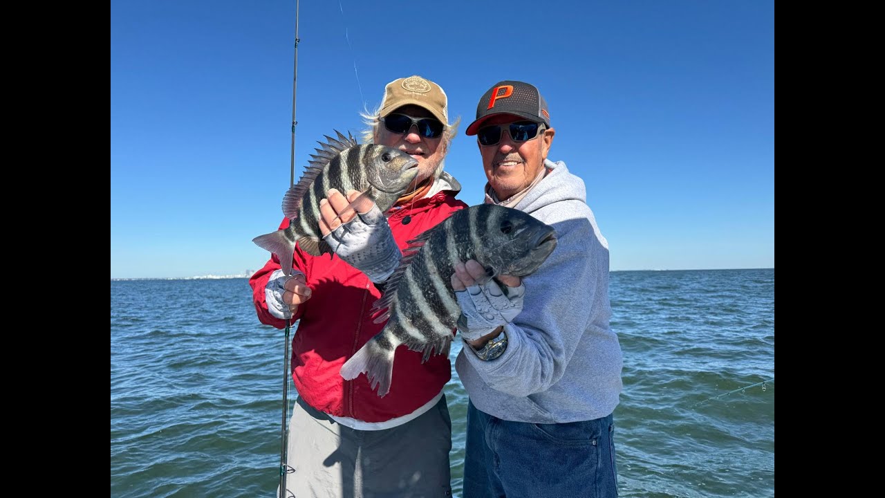 FAF Tampa Bay Big Sheepshead