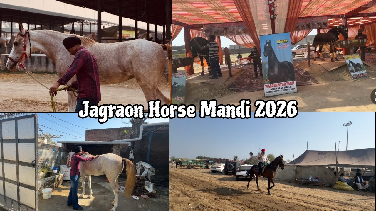 Jagraon Horse 🐎 Mandi 2026 || March Last Day 🚩 Vlog 
