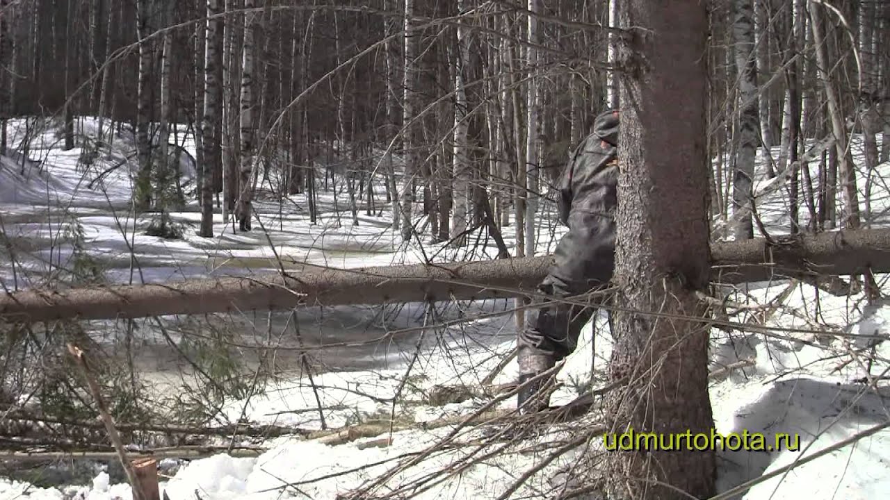 Храбрый глухарь 5 (Brave capercaillie 5)