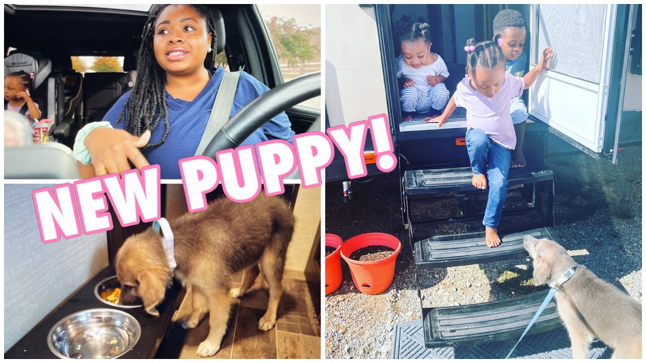 WE GOT A PUPPY | PUPPY HAUL | + FIRST BATH | ADOPTING A GERMAN SHEPHERD