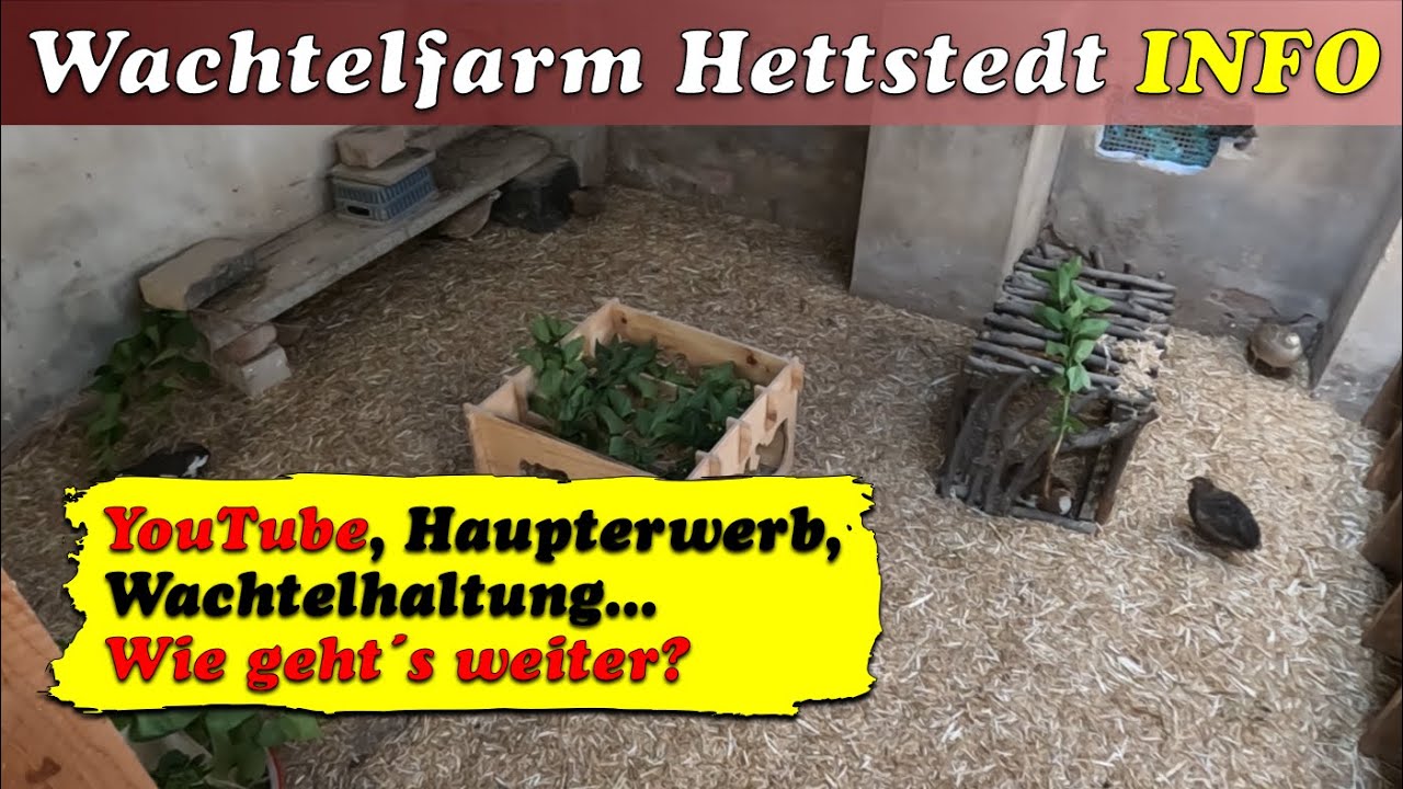 Wachtelfarm Hettstedt - Wie gehts weiter mit Youtube, Haupterwerb durch Wachteln, Wachtelhaltung?