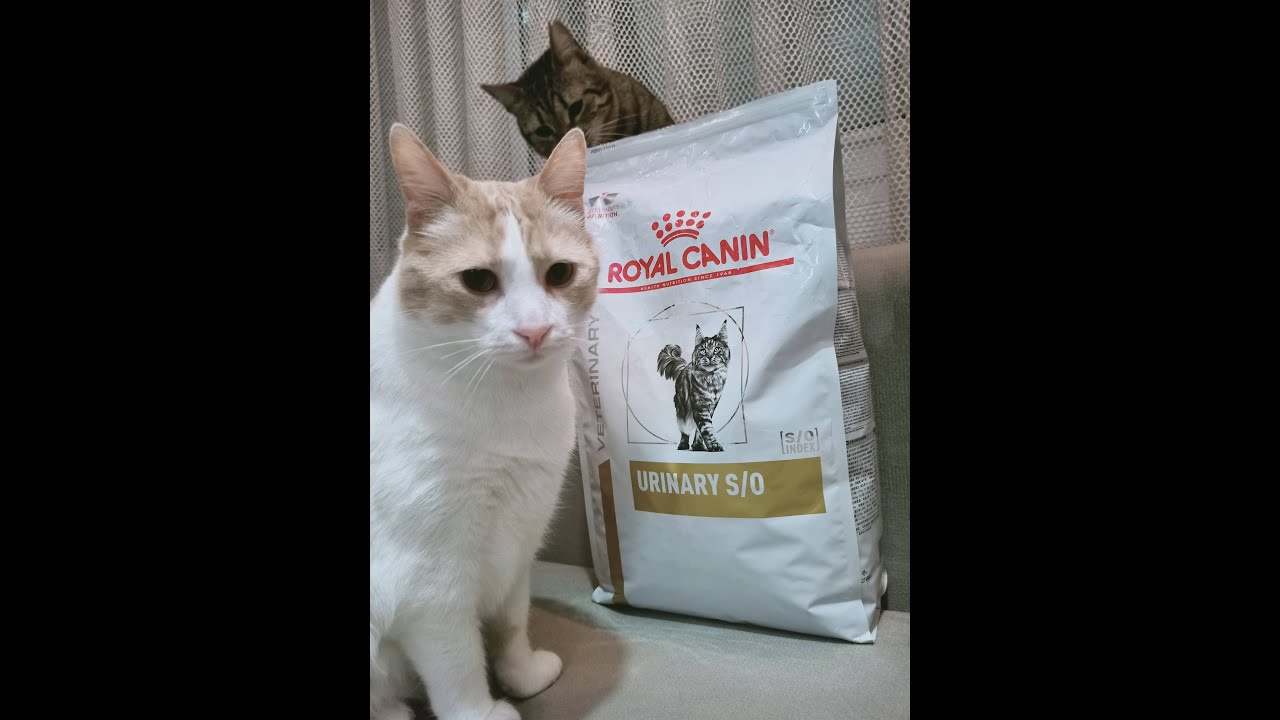 Royal Canin Urinary S/O Cat Food Review (for cats with FLUTD, bladder stones, kidney stones)