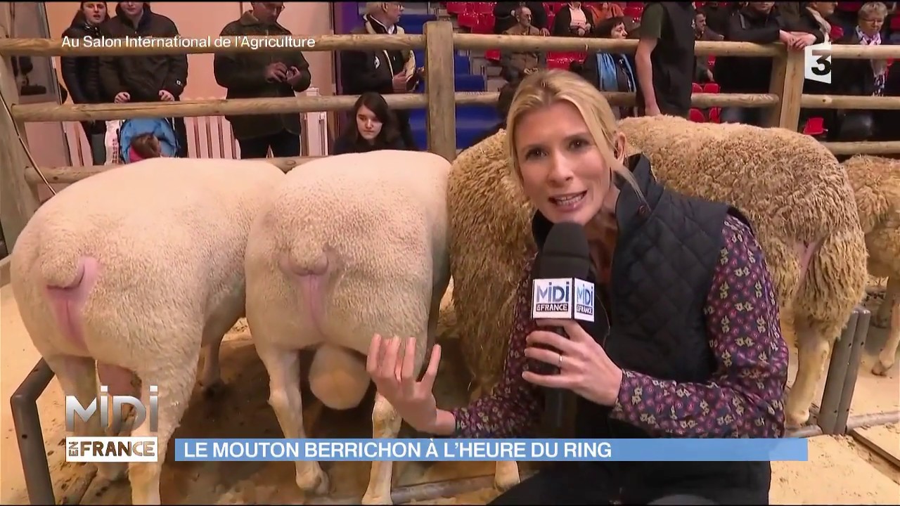 Le mouton berrichon à l'heure du ring
