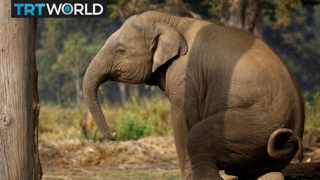 'Buzzing' Defence: South African NGO trials elephant defence
