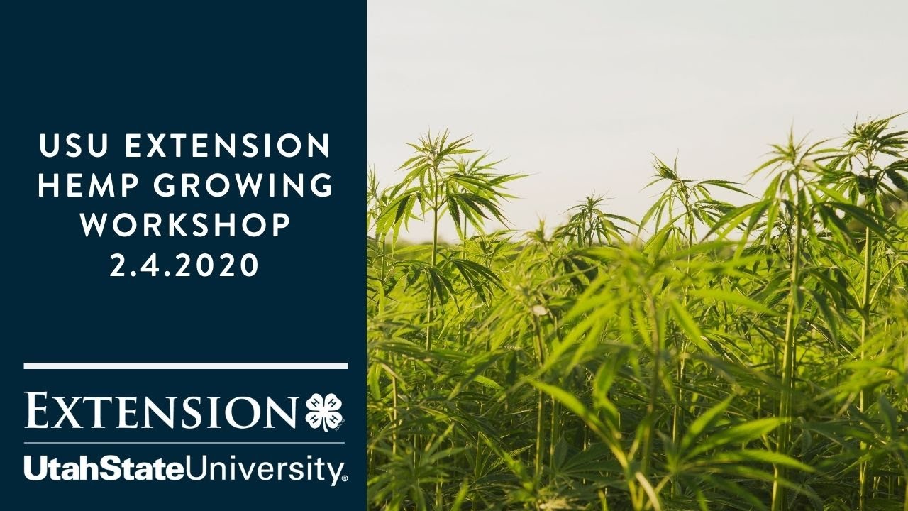 Bruce Bugbee Hemp Research