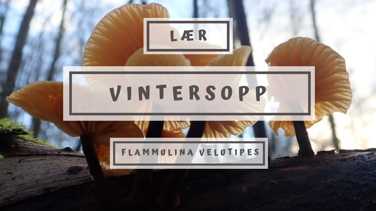 Lær vintersopp (Flammulina velutipes)