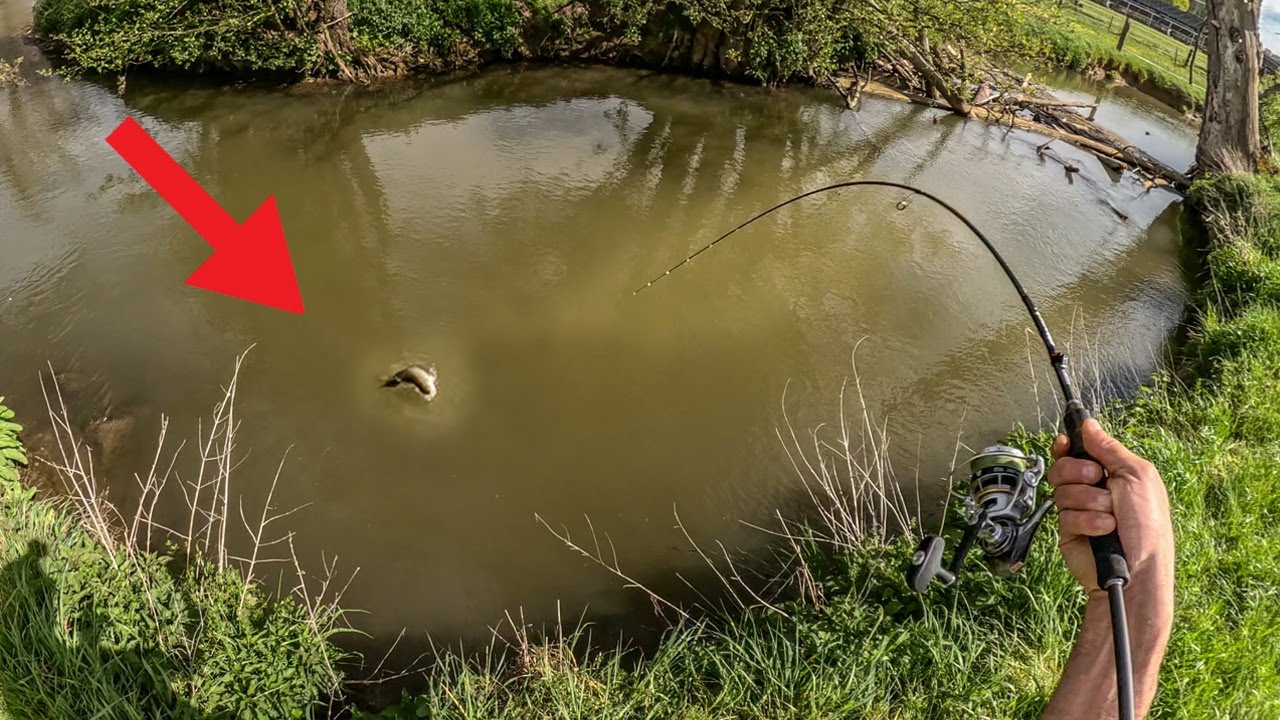 Forellen Angeln am kleinen Fluss 🎣