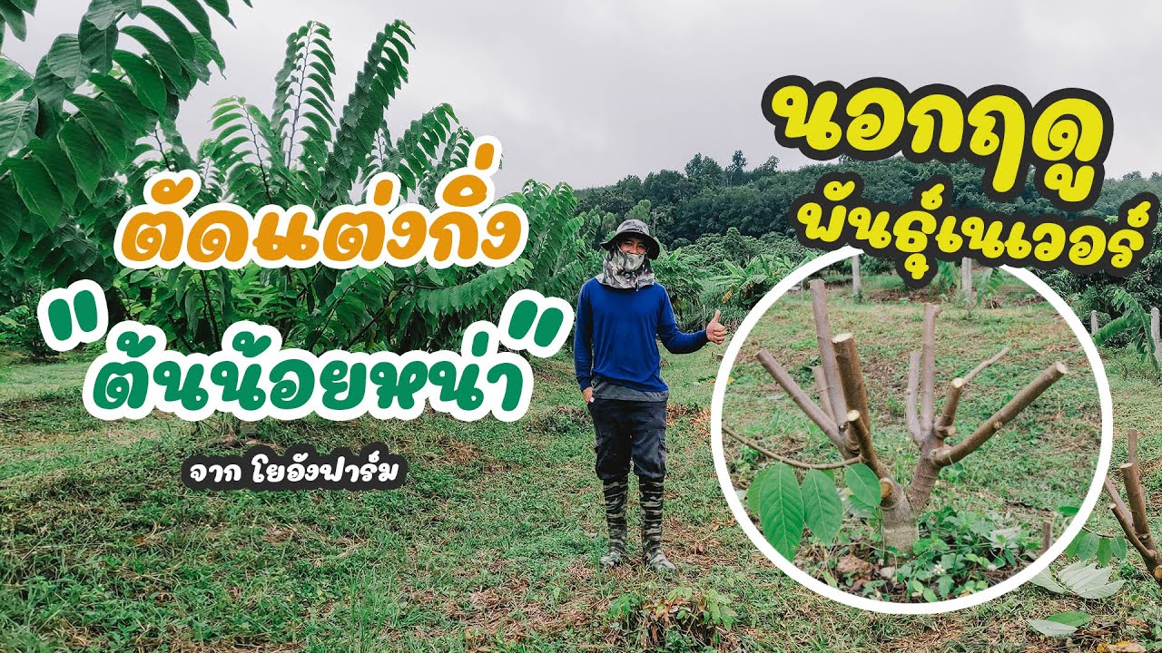 Pruned Atemoya Tree  ตัดแต่งกิ่งน้อยหน่าเนเวอร์อายุ1 ปีกว่า นอกฤดู ep1.