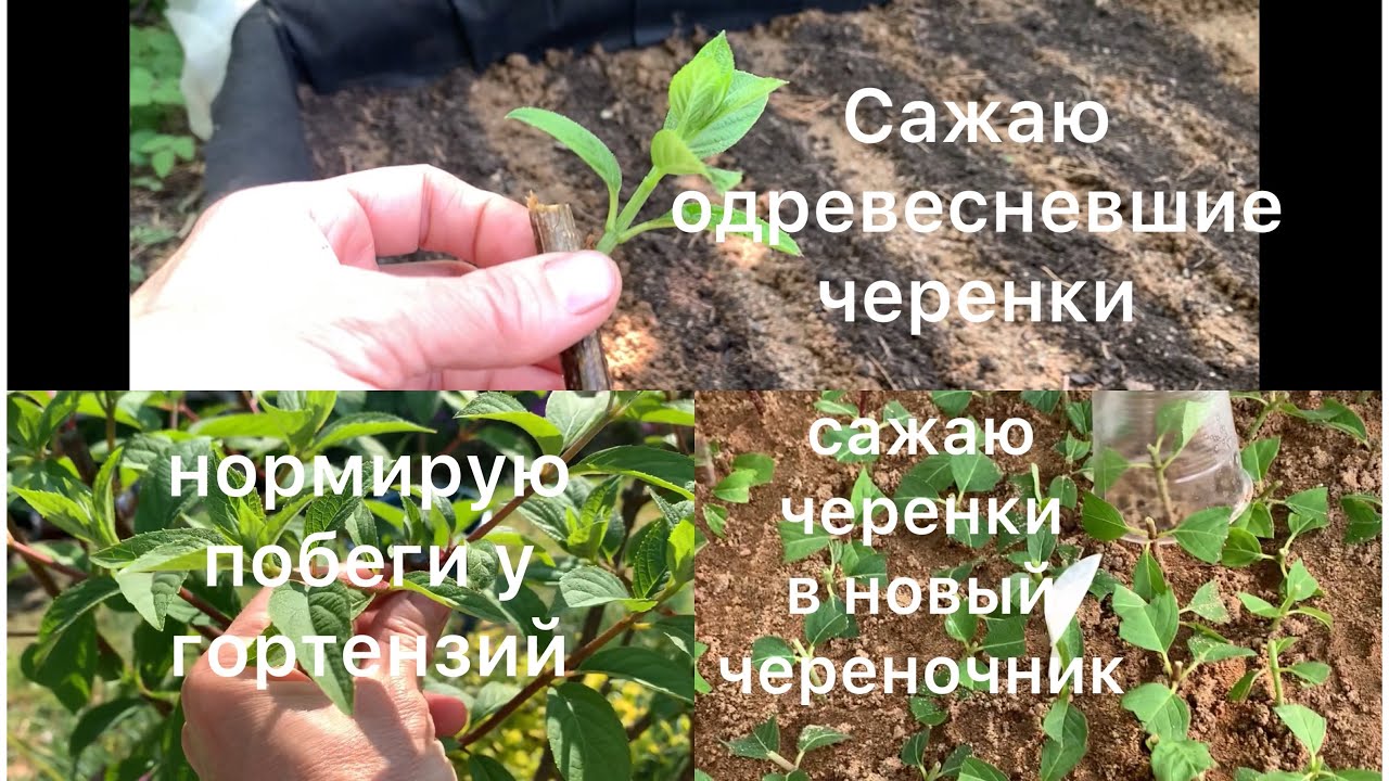 САЖАЮ «ДЕРЕВЯННЫЕ» ЧЕРЕНКИ. Нормирую побеги у гортензий. Сажаю черенки в новый череночник
