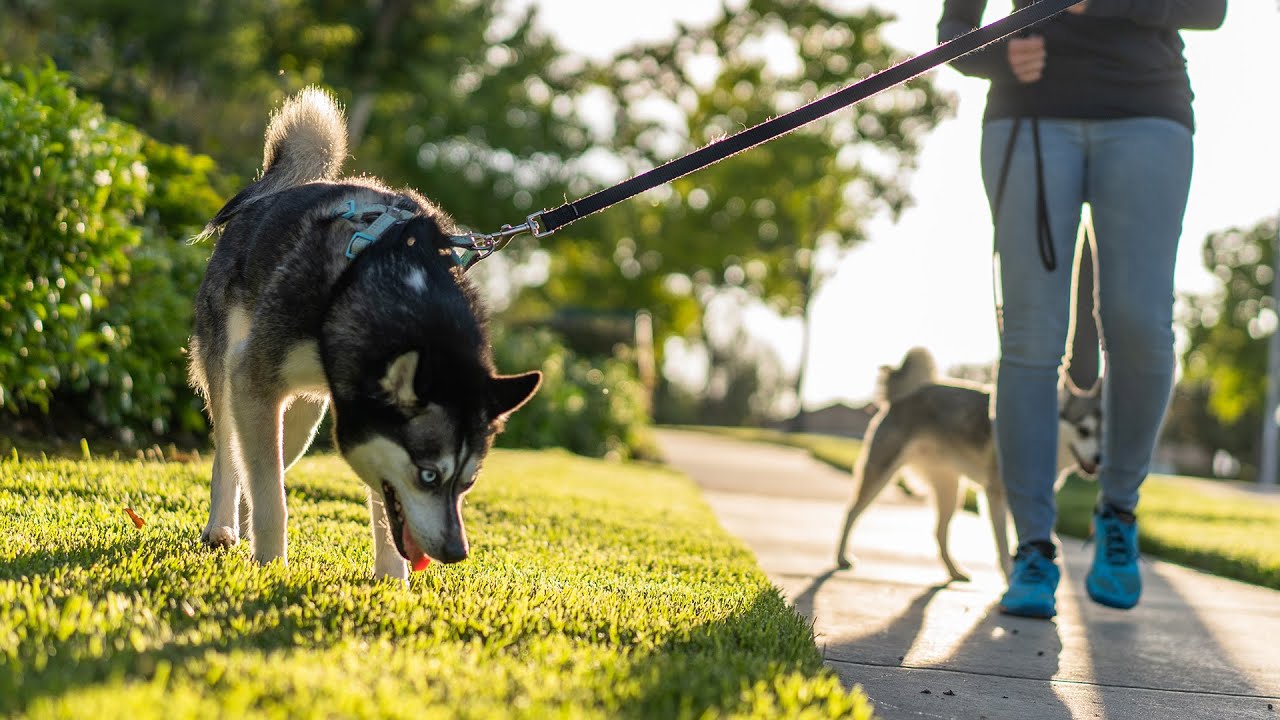 TrustedHousesitters: Why Housesitting Works