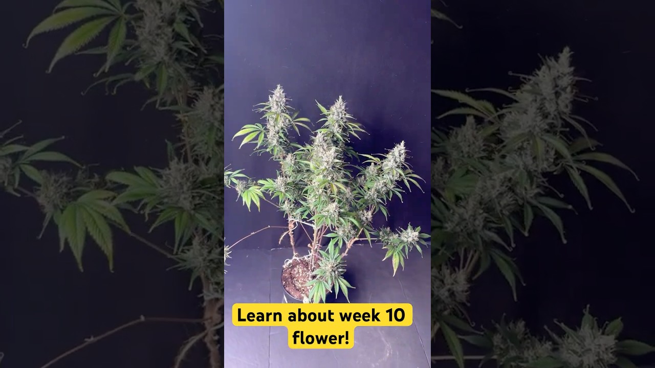 Week 10 of flower