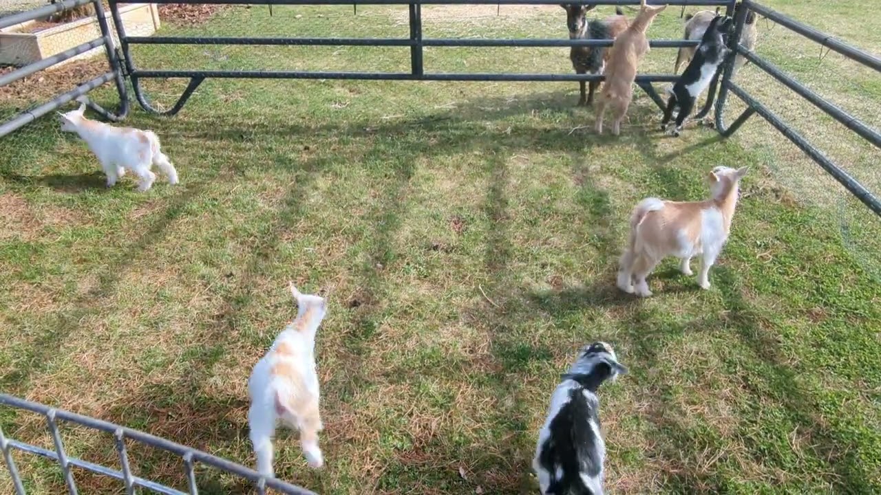 baby goat zoomies