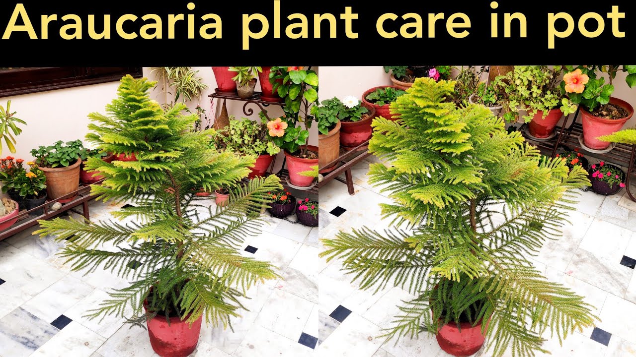 Why araucaria plant turn yellow, Araucaria plant care, christmas tree care, norfolk island plant