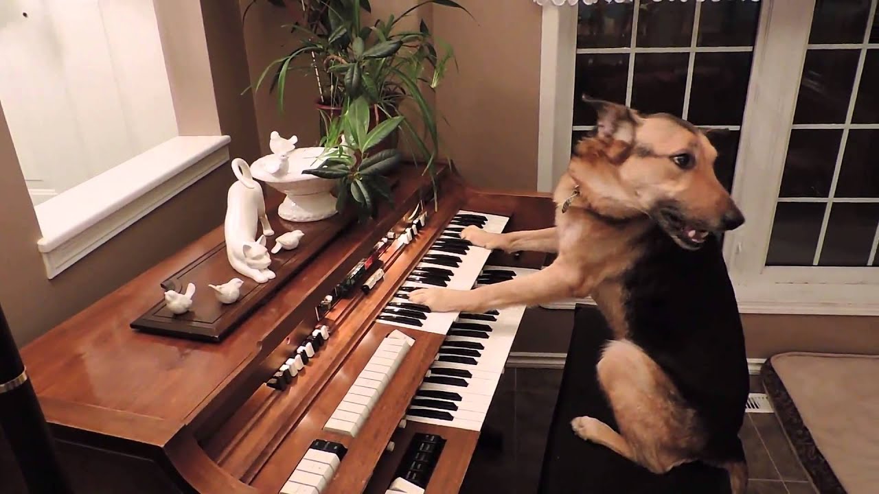 Un chien joue du piano