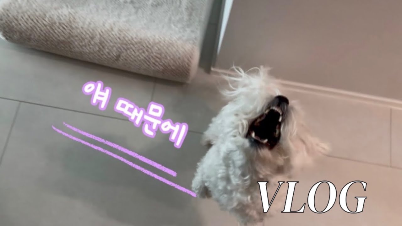 Vlog. 혼자 살아도 심심하지 않은 이유 ep.2 |  혼밥으로 삼겹살 자주 먹는 사람🙋🏻‍♀️ 죽지 않으려고 하는 운동😇 강아지 산책🐶 닭가슴살곤약볶음밥🐷