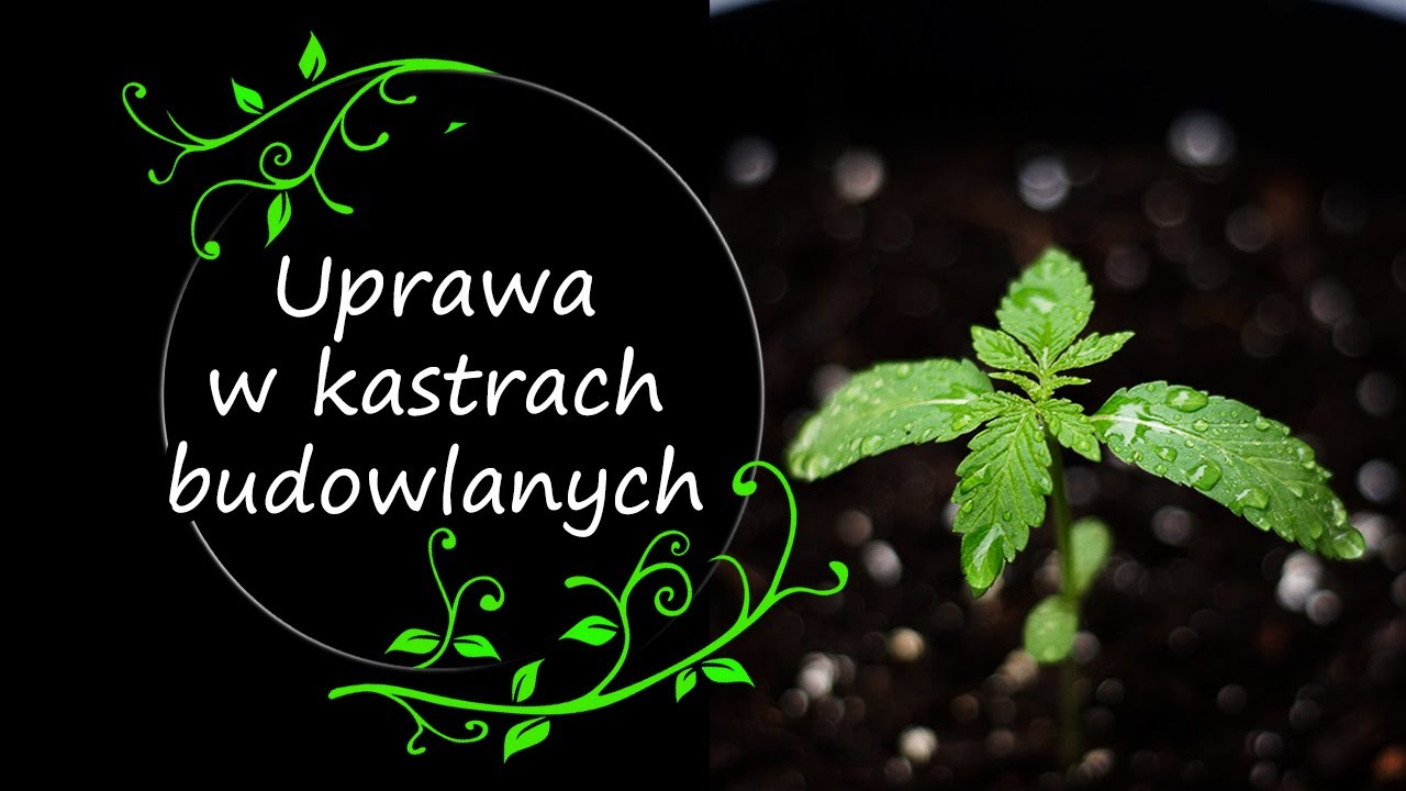 Borówka w kastrach - idealne sadzonkowanie i uprawa?