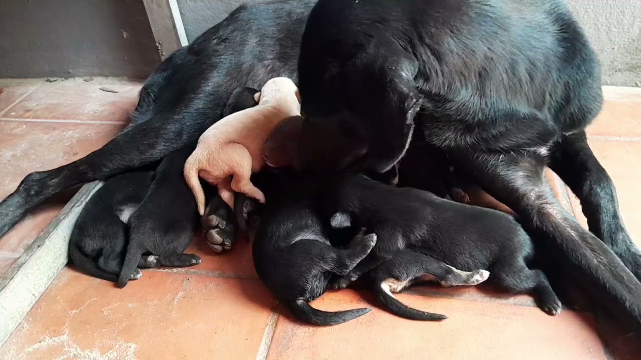 Mom dog is feeding milk for her newborn puppies  they are lovely 