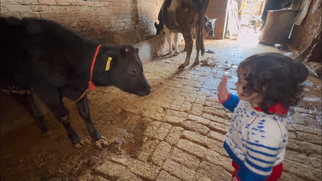 Ganishka ki new friend Cow 🐄 