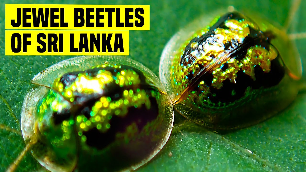 Jewel Beetles of Sri Lanka