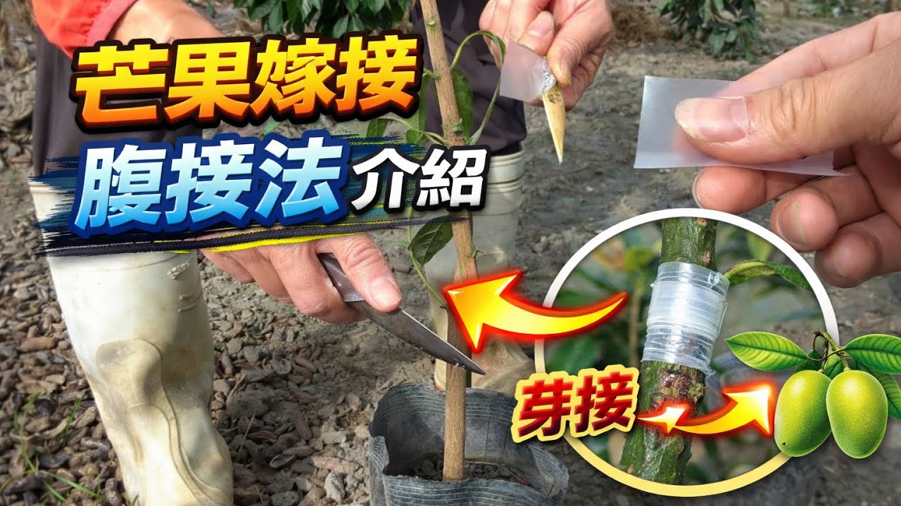 芒果嫁接「腹接法」操作介紹。
