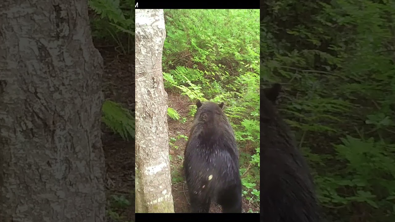 Small bear (2024 -31). #cameratrap #gamecamera #trailcam #tech4wildlife #grizzly #bear #brownbear