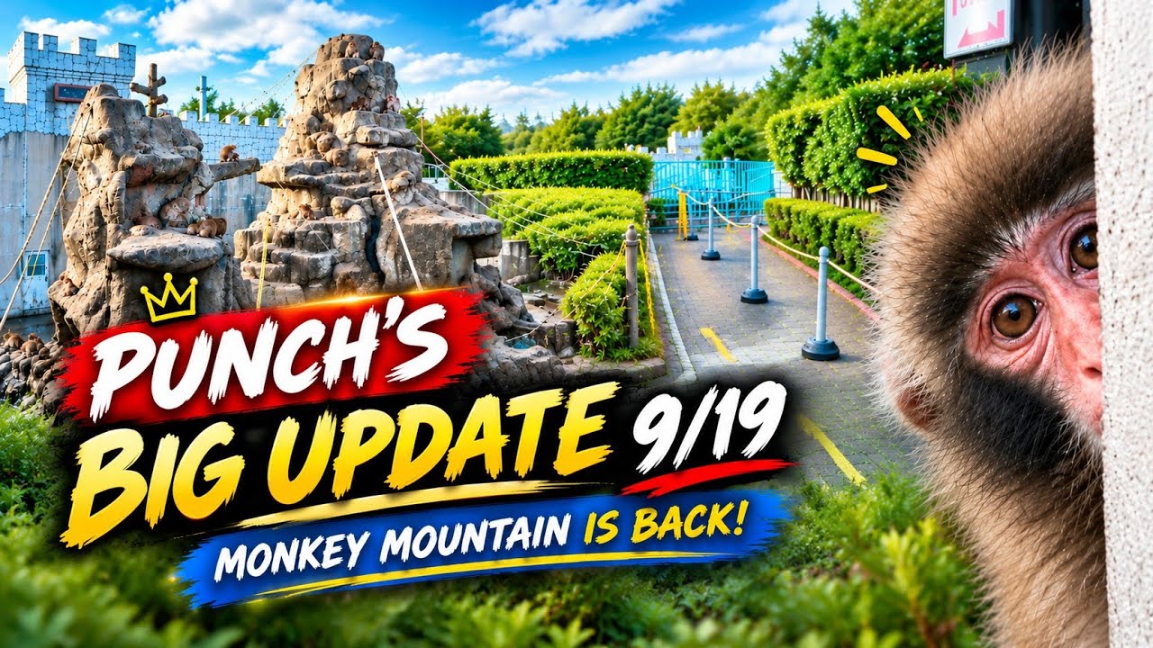 Punch's Big Update 9/19: Punch & The New Rule At Ichikawa Monkey Mountain - Monkey Mountain Is Back!