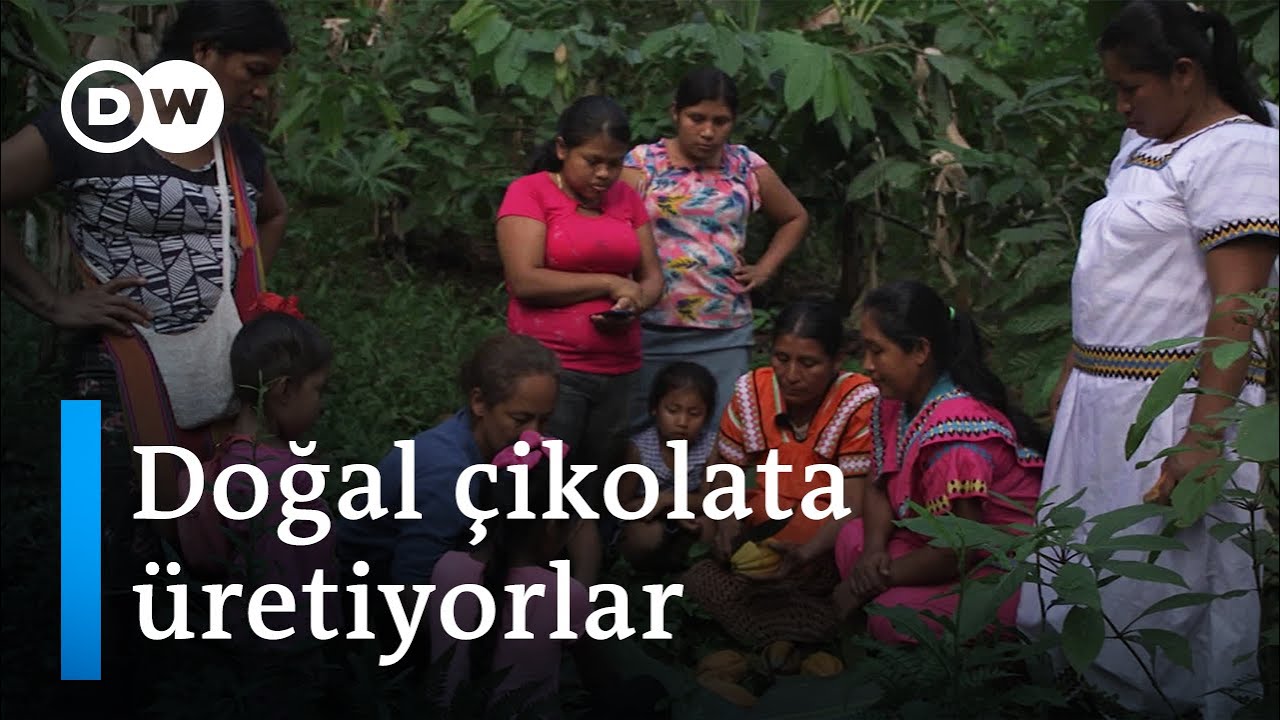 Kakaodan çikolataya: Panama yerlileri geleneksel üretimle ormanları koruyor - DW Türkçe