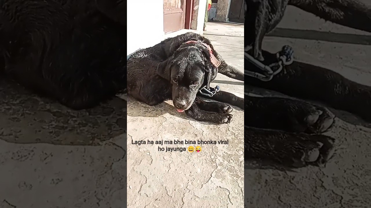 bina bhonka viral