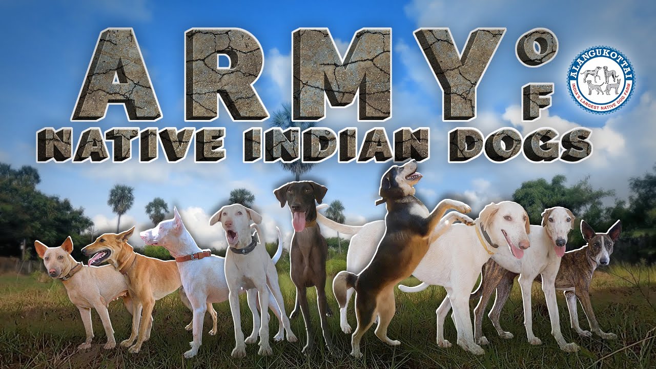 ARMY OF NATIVE INDIAN DOG BREEDS !!!!!