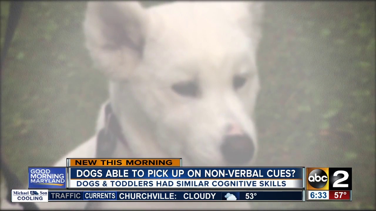 Dogs, toddlers have similar cognitive cues