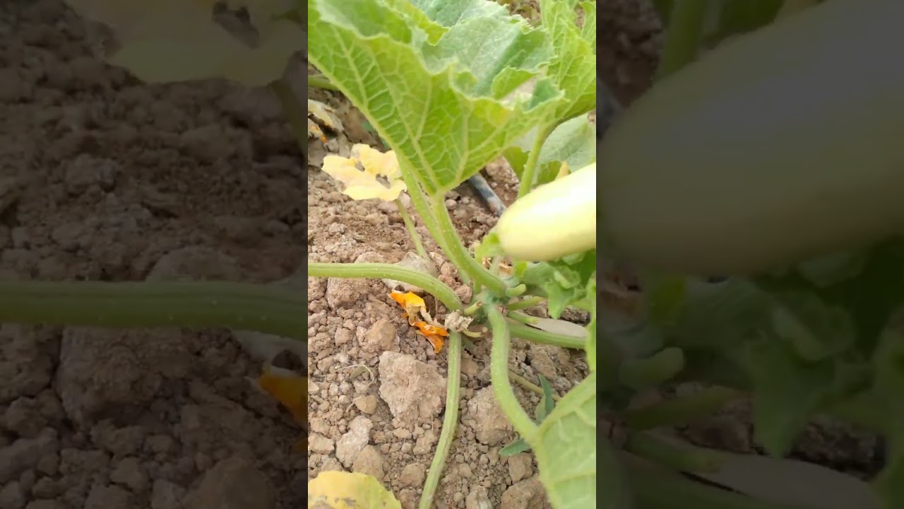 مشكلة اصفرار وموت ثمرة الكوسا وحل المشكلة بشكل نهائي