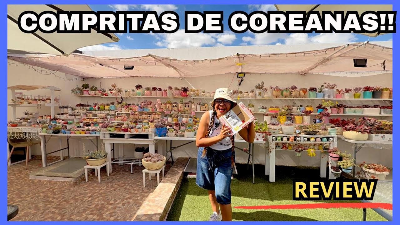 ASI LLEGARON MIS SUCULENTAS COREANAS REVIEW Y EXPERIENCIA COMPLETA