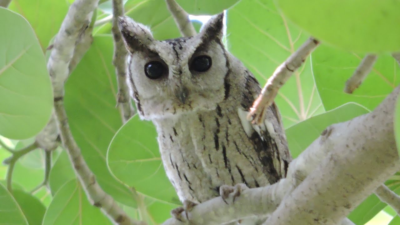The Call of Indian Scops Owl (Otus bakkamoena | Shakambhari Conservation Reserve @tissy