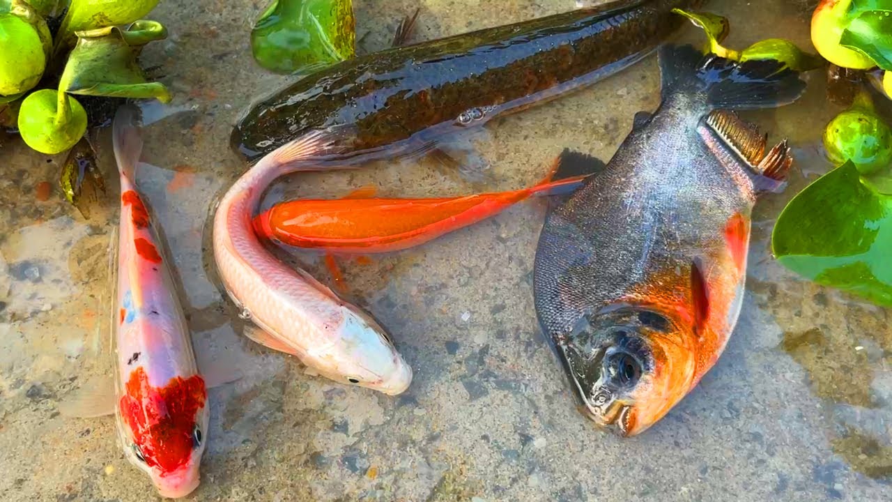 Bắt con cá chép vàng, cá chim, cá sộp, cá rô đồng - các loại cá