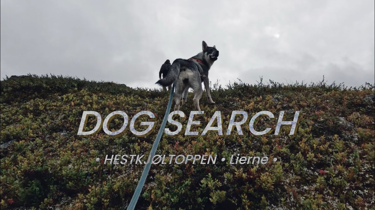 DOG SEARCH - HESTKJ&Oslash;LTOPPEN - LIERNE