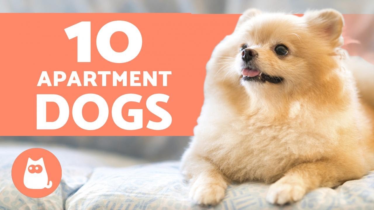 10 BEST APARTMENT DOGS 🏠 Breeds for Small Spaces