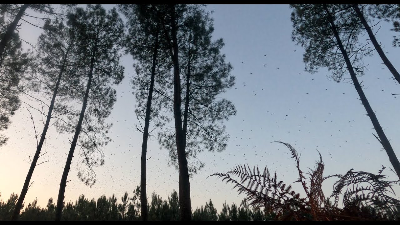 Chasse palombes dans les Landes