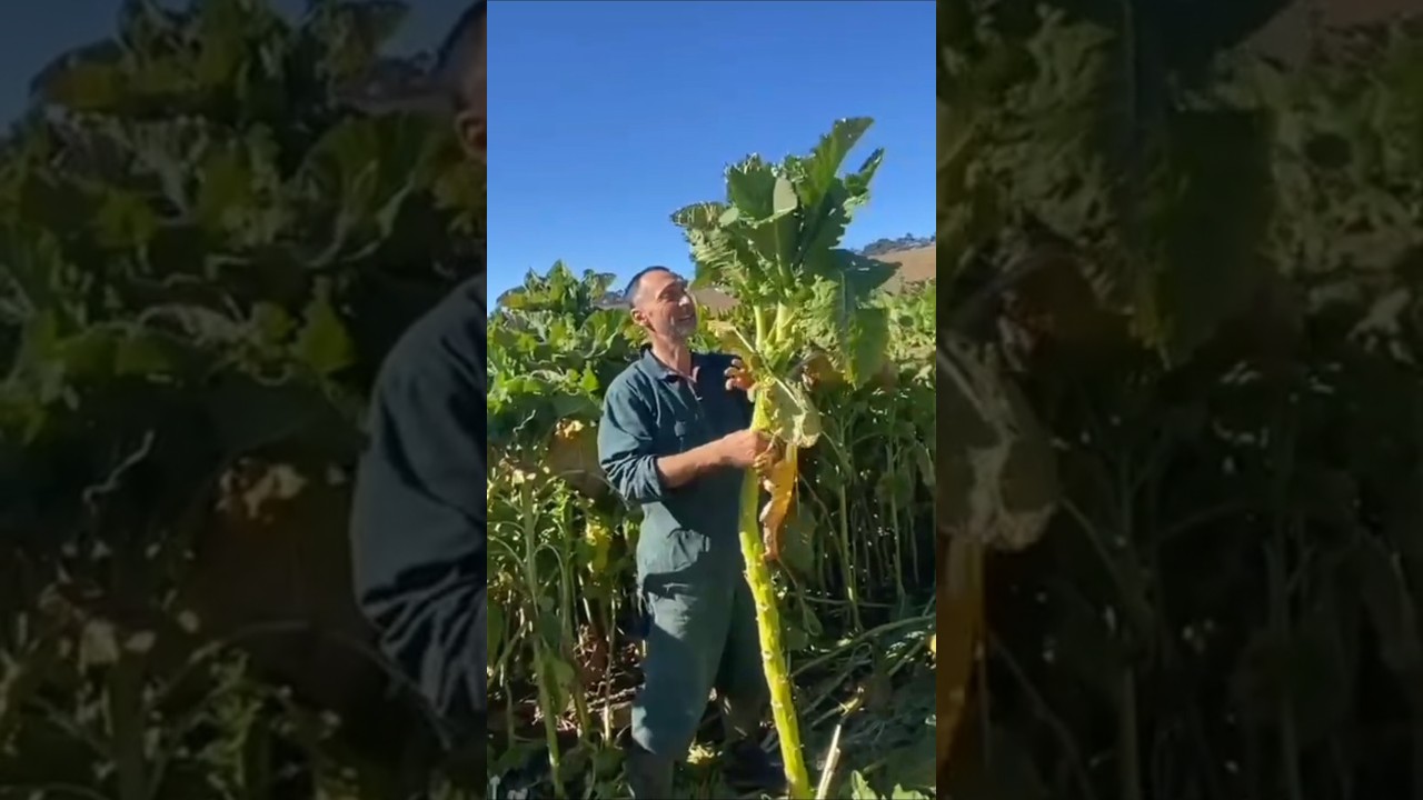 Ce planta furajera e asta? #fermaluiremus #zootehnie #kale #viatalatara