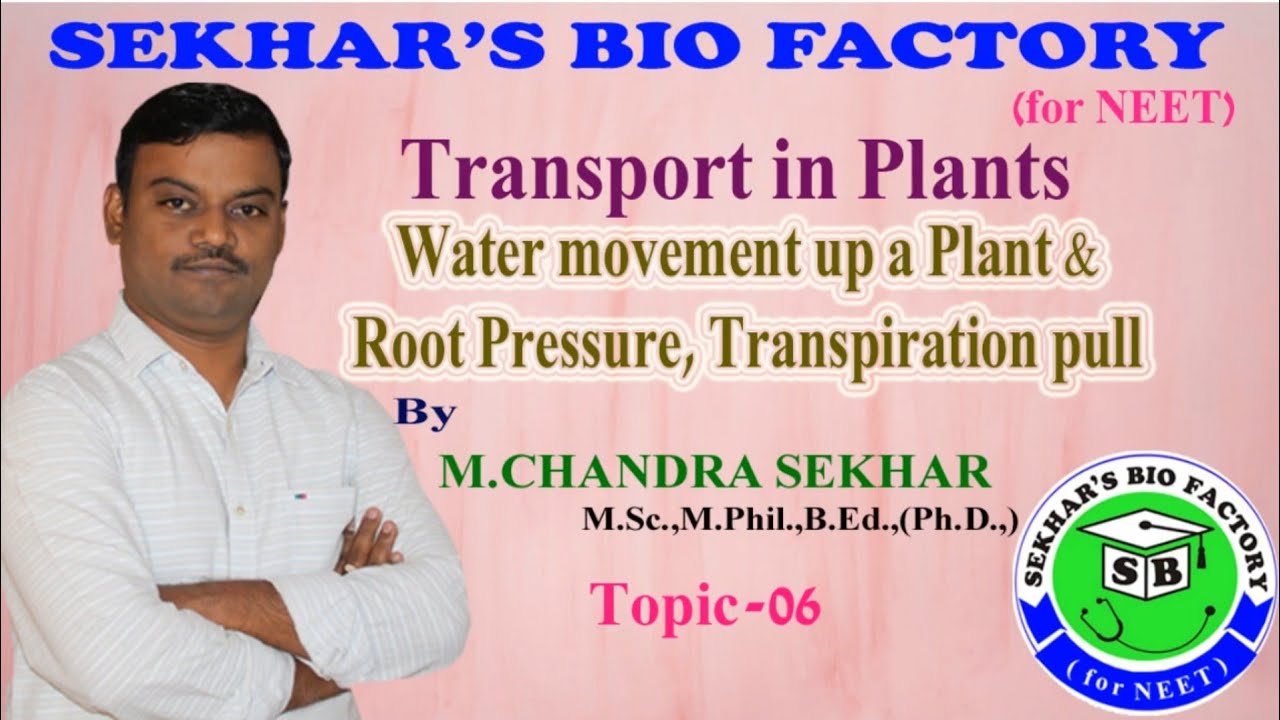 Water movement up a Plant, Root Pressure, Transpiration pull for NEET II by Sekhar's Bio Factory