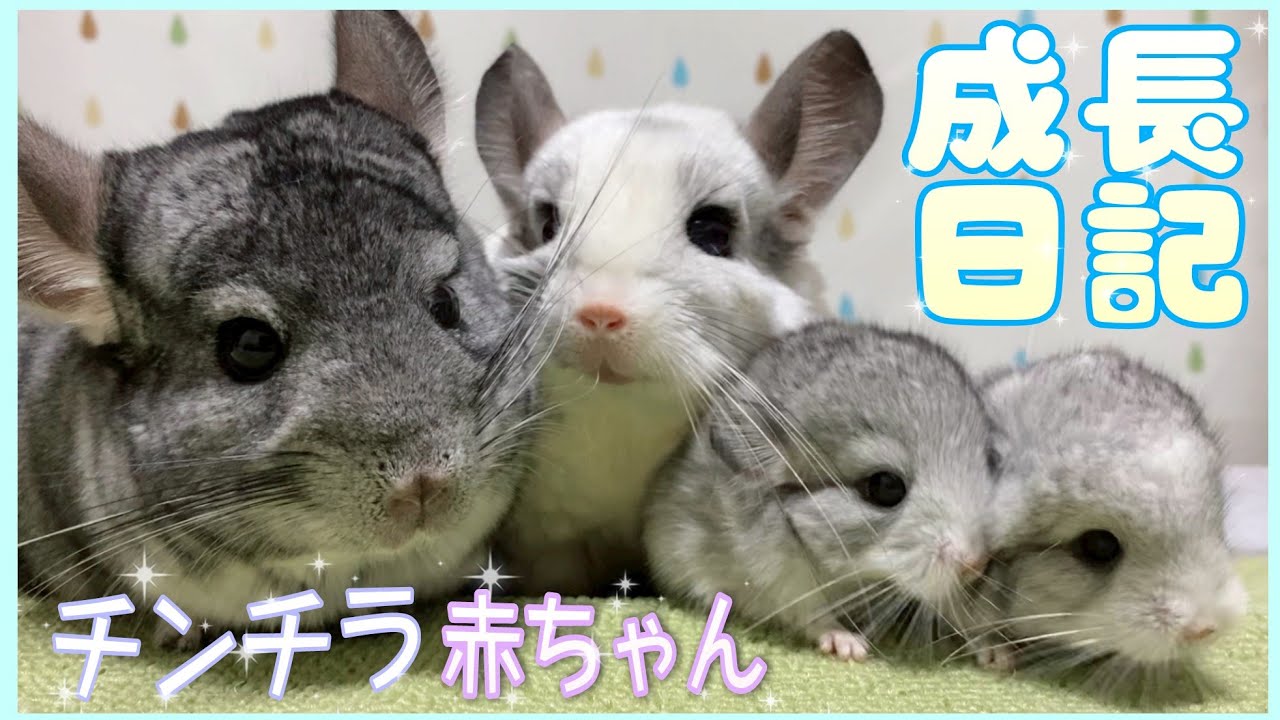チンチラ赤ちゃん誕生！可愛すぎる成長記録！ Chinchilla baby growth record！