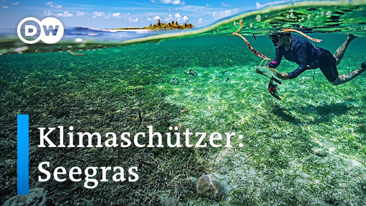 Malediven: Seegraswiesen schützen Inseln und Klima | Global Ideas